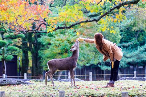 京都如何到奈良？穿越时空的奇妙旅程